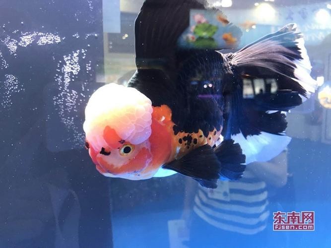 中國國際漁業博覽會 2025長城杯龍魚大賽 第12張 中國國際漁業博覽會 中國國際漁業博覽會 2025長城杯龍魚大賽 第12張