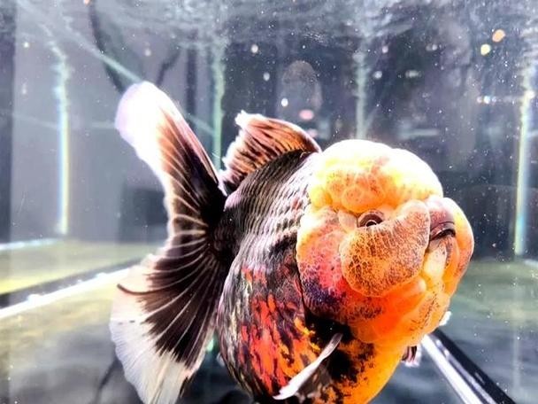 中國國際漁業博覽會 2025長城杯龍魚大賽 第9張 中國國際漁業博覽會 中國國際漁業博覽會 2025長城杯龍魚大賽 第9張