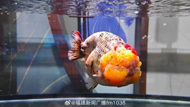 中國國際漁業博覽會 2025長城杯龍魚大賽 第8張 中國國際漁業博覽會 中國國際漁業博覽會 2025長城杯龍魚大賽 第8張