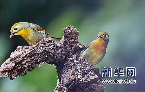 龍魚一個月不吃沒力了