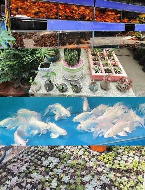 廣州龍魚門店一覽表