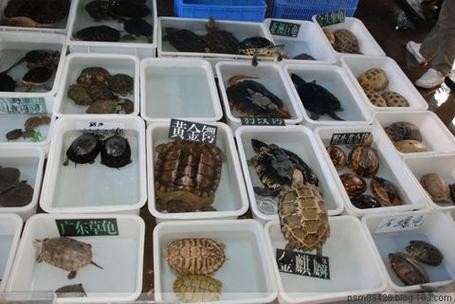 廣州龍魚門店一覽表
