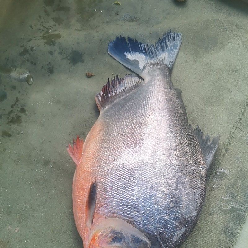 觀賞魚鯧魚的種類