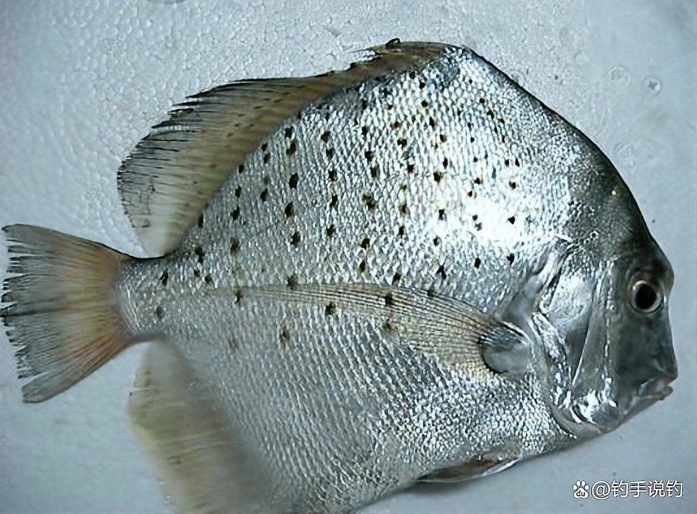 觀賞魚鯧魚的種類