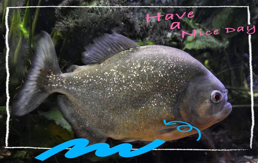 觀賞魚鯧魚的種類