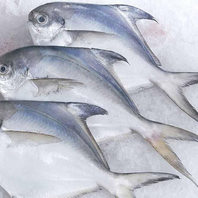 觀賞魚鯧魚的種類