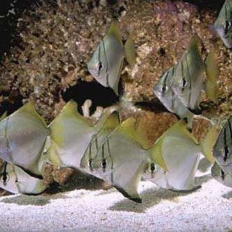 觀賞魚鯧魚的種類
