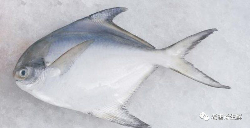 觀賞魚鯧魚的種類