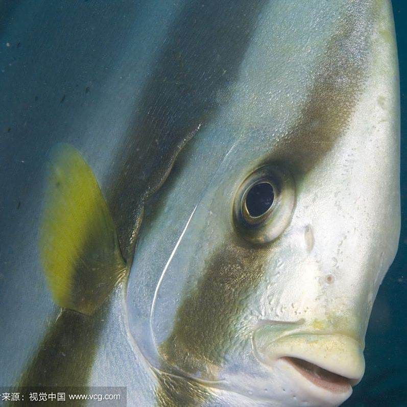 觀賞魚鯧魚的種類