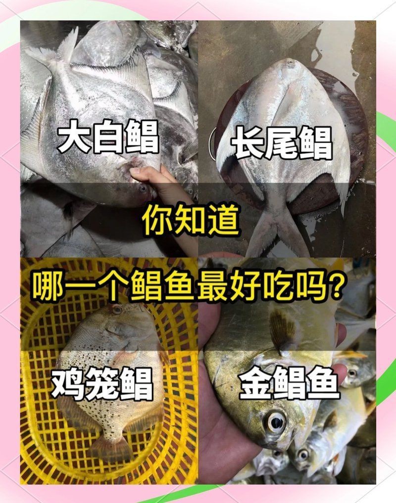觀賞魚鯧魚的種類