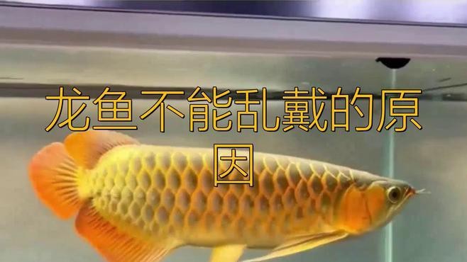 風水龍魚有哪些禁忌擺放位置？
