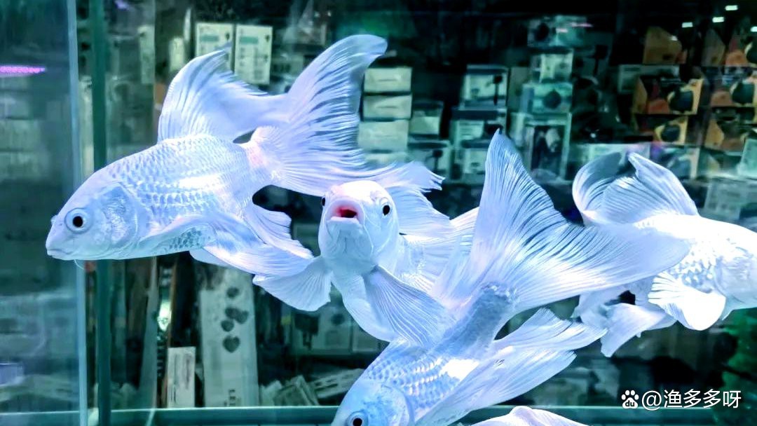 魚缸水發(fā)白霧蒙蒙的怎么解決