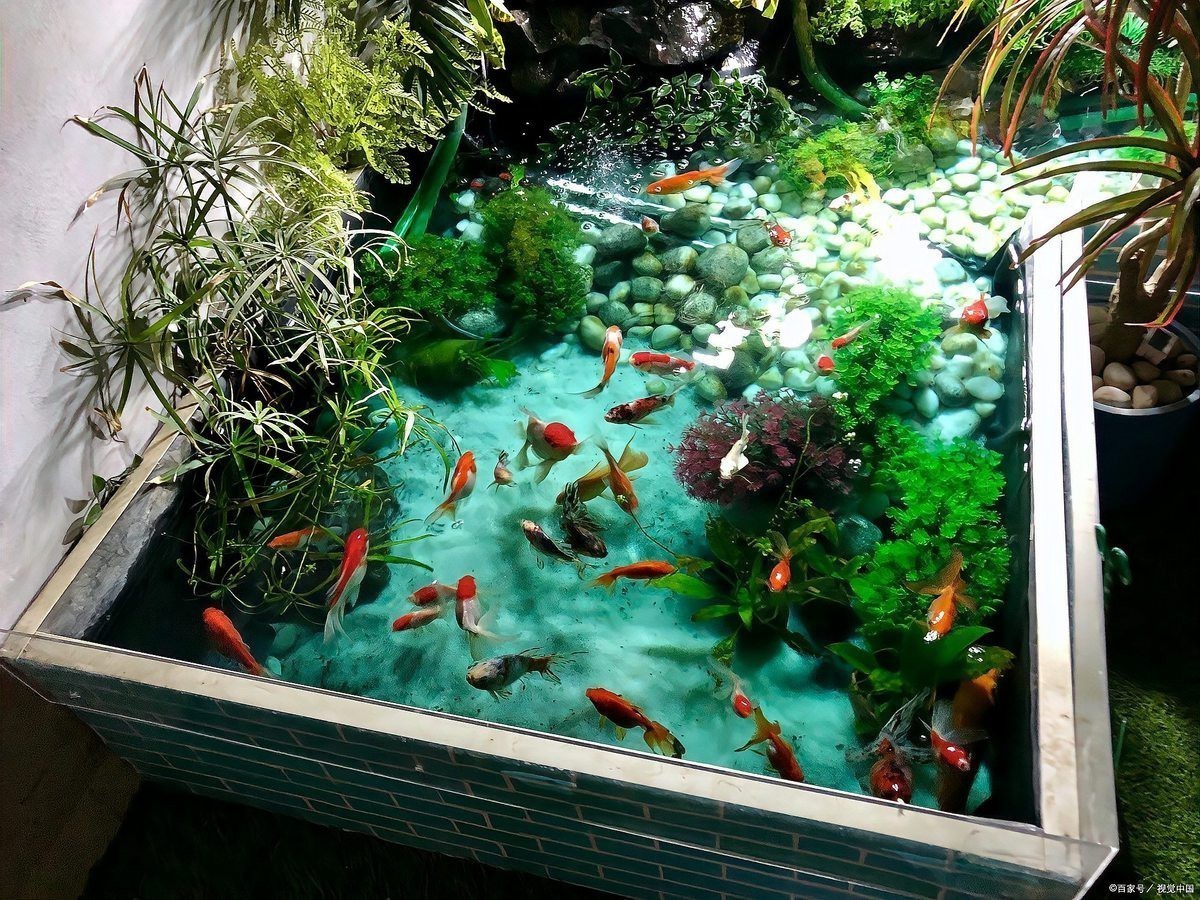 魚缸水發(fā)白霧蒙蒙的怎么解決
