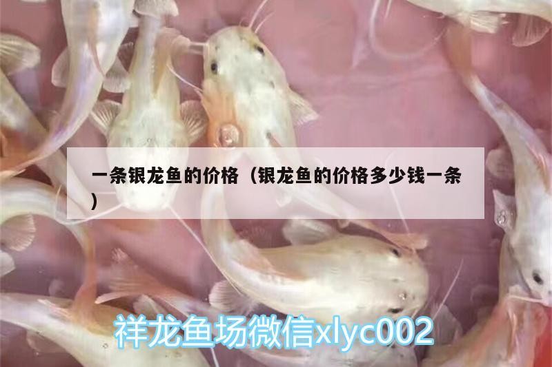 一條銀龍魚(yú)的價(jià)格（銀龍魚(yú)的價(jià)格多少錢(qián)一條）