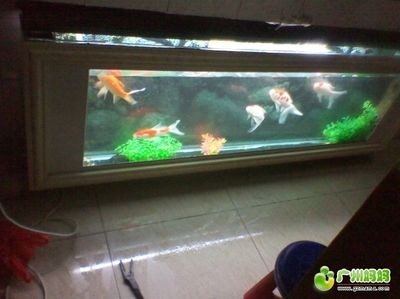 廣州地區二手魚缸轉讓價格從幾百到幾千元不等：廣州二手魚缸轉讓價格從幾百元到幾千元不等