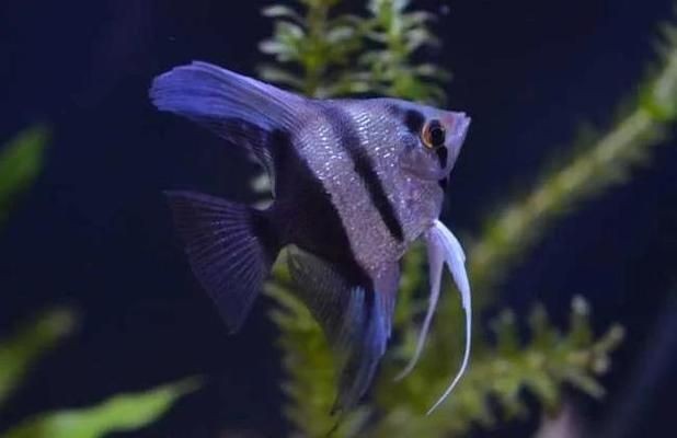 降低魚缸氨氮濃度的有效方法：如何降低魚缸氨氮濃度