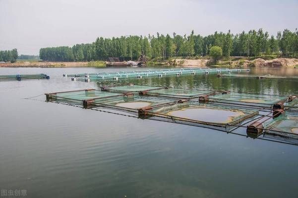 降低魚缸氨氮濃度的有效方法：如何降低魚缸氨氮濃度