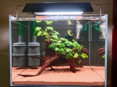 魚缸水位管理的藝術了解：過濾桶的高度對于魚缸生態的影響