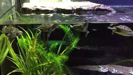 魚缸水位管理的藝術了解：過濾桶的高度對于魚缸生態的影響