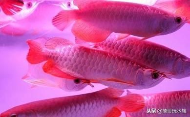 哪種龍魚最貴（最貴的龍魚品種是什么？）