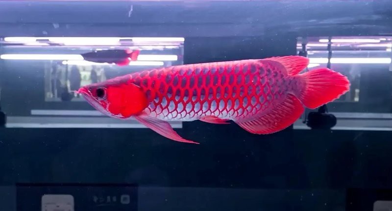 紅龍魚60cm價格表