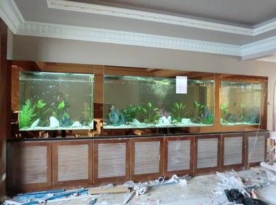 龍魚(yú)缸能養(yǎng)錦鯉嗎：錦鯉和龍魚(yú)一起養(yǎng)錦鯉和龍魚(yú)一起養(yǎng)錦鯉嗎
