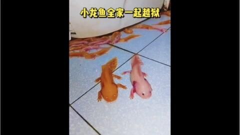 小龍魚(yú)躲在角落里怎么辦（小龍魚(yú)為什么總是躲在角落里？）