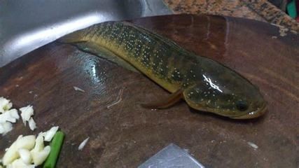 小龍魚(yú)躲在角落里怎么辦（小龍魚(yú)為什么總是躲在角落里？）