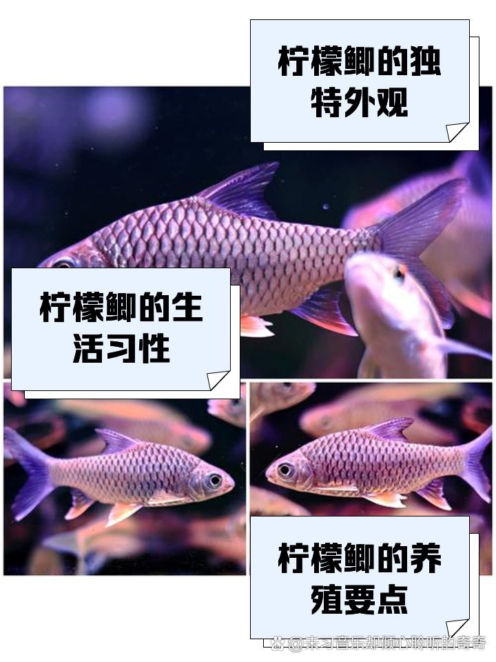 檸檬鯽為何要少吃