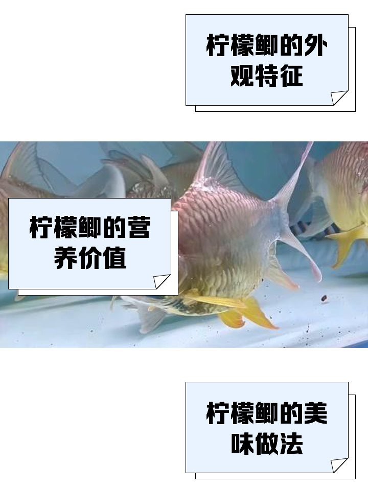 檸檬鯽為何要少吃