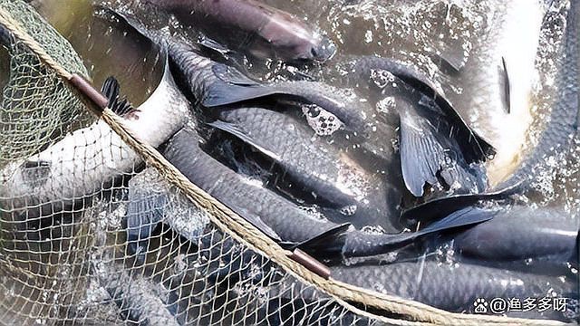 龍魚鰓蓋爛了應(yīng)該如何治療？