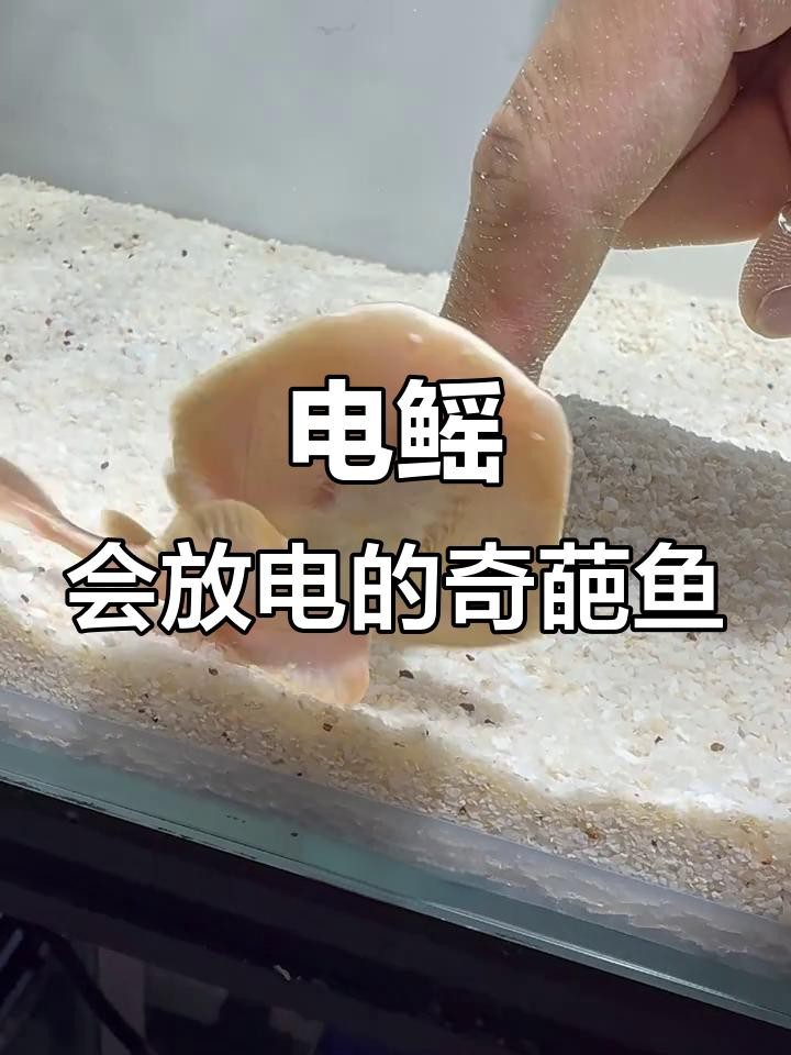 電鰩魚的視頻