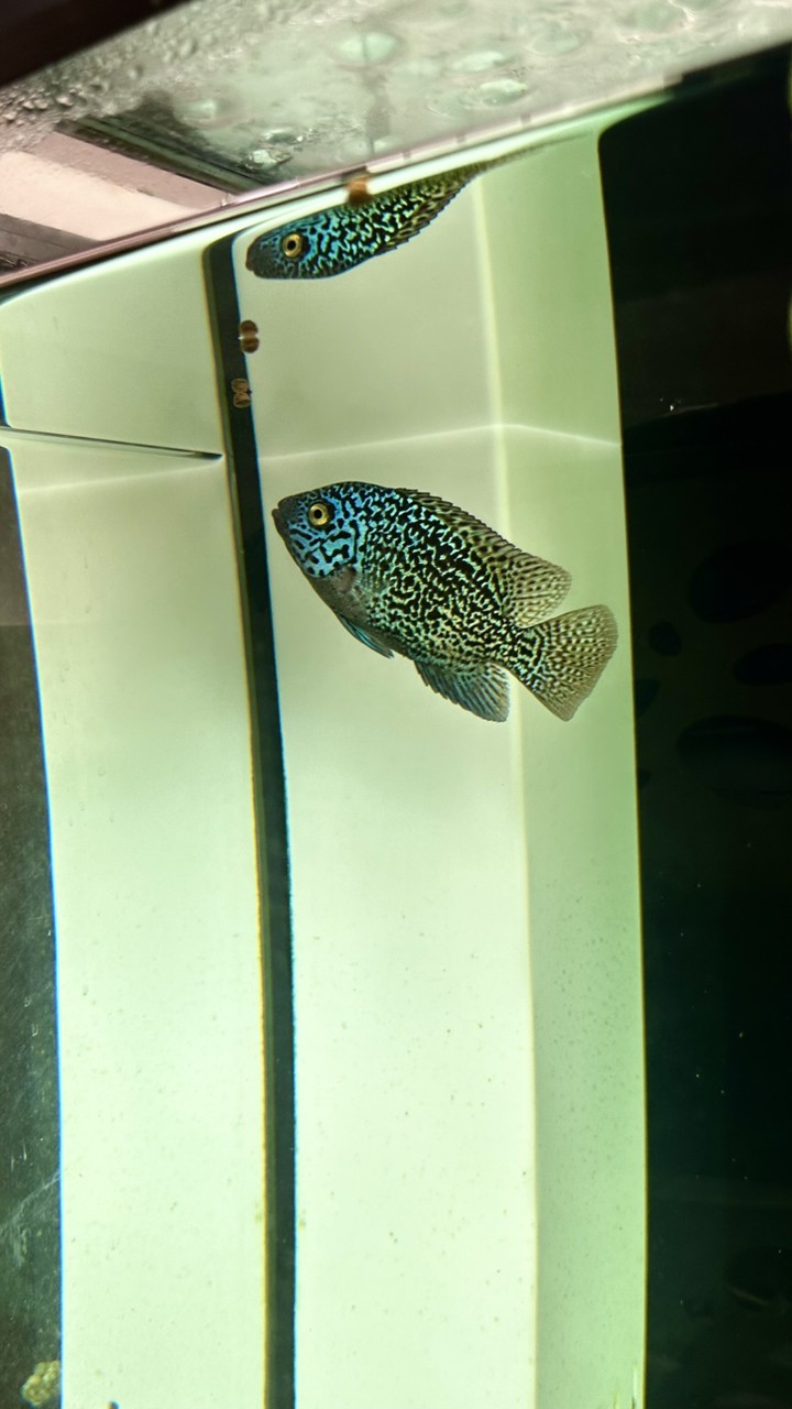 三條小魚.