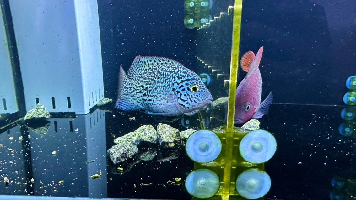 紅龍魚合法證書樣本，紅龍魚合法證書樣本內容、格式以及獲取途徑 紅龍魚合法證書樣本，紅龍魚合法證書樣本內容、格式以及獲取途徑 龍魚百科 第1張