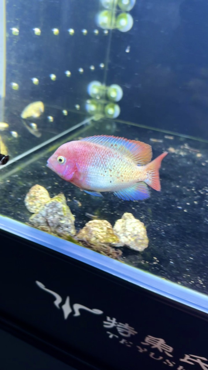 三條小魚.