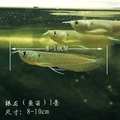銀龍魚苗水溫調(diào)節(jié)技巧：銀龍魚苗最佳生長水溫