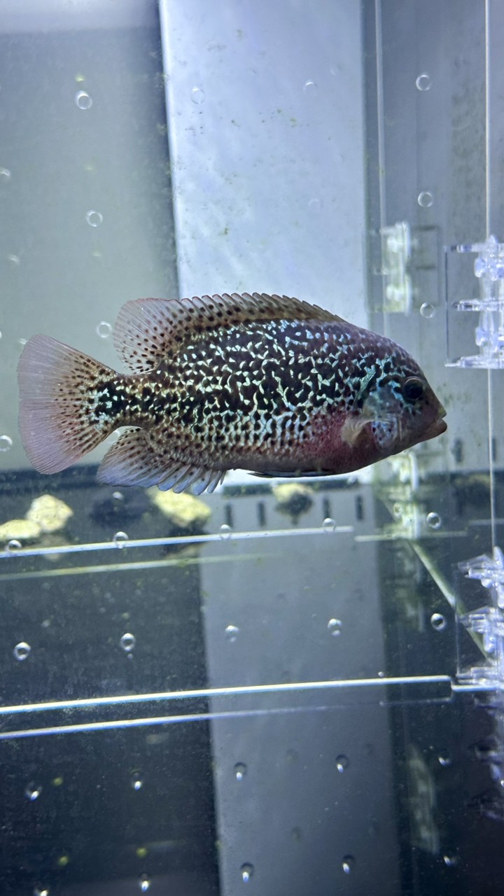 三條小魚.