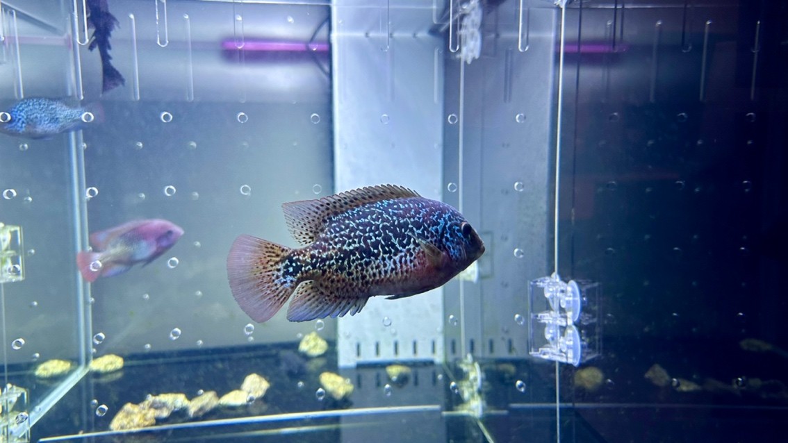 三條小魚.