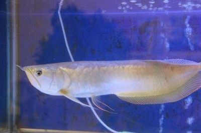 銀龍魚苗水溫調(diào)節(jié)技巧：銀龍魚苗最佳生長水溫