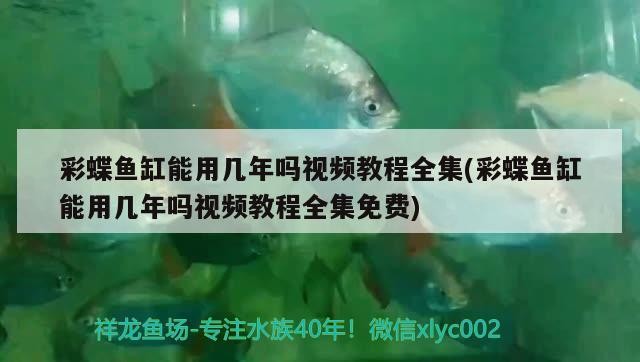 銀龍魚的飼養(yǎng)管理，養(yǎng)銀龍魚的注意事項