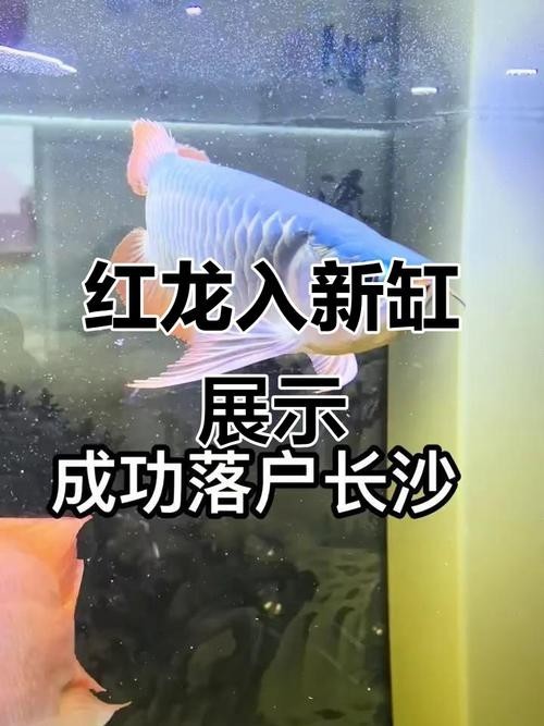 大湖紅龍和賽級紅龍的價格差異大嗎？