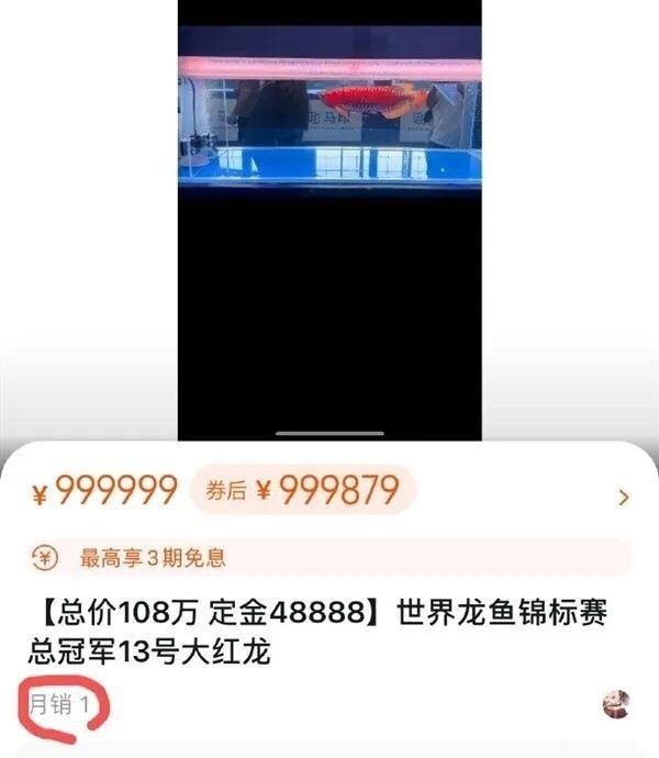 這條冠軍紅龍的主人是誰？