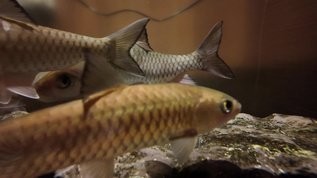 推薦一些高清的魚游視頻