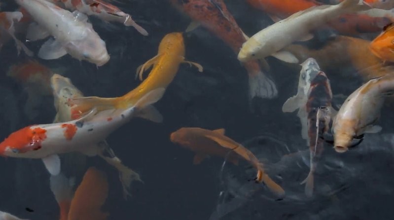 推薦一些高清的魚游視頻