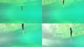 推薦一些高清的魚游視頻
