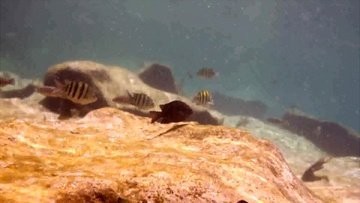 推薦一些高清的魚游視頻