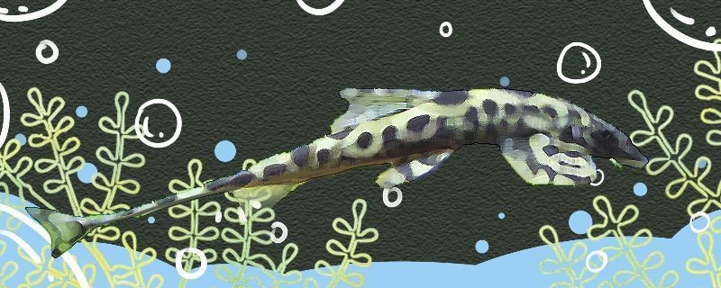 睿美魚缸改造：睿美魚缸改造案例分享