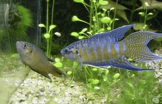 如何減少鐵甲武士魚攻擊性：減少鐵甲武士魚攻擊性的方法