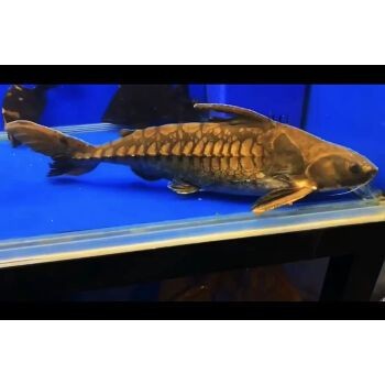 如何減少鐵甲武士魚攻擊性：減少鐵甲武士魚攻擊性的方法