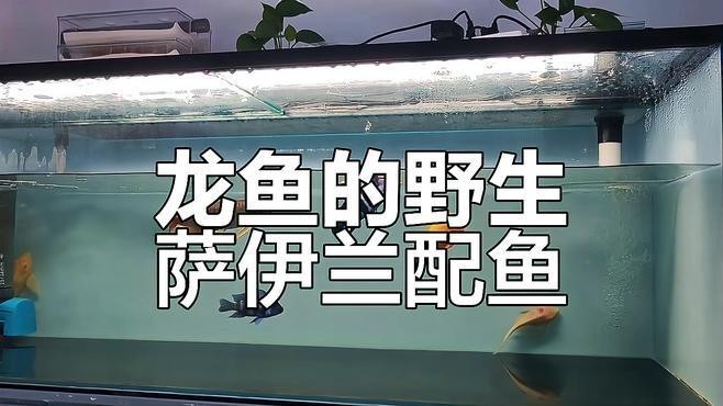 龍魚伴侶魚
